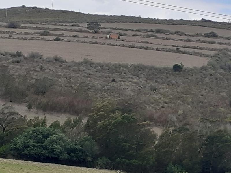 0 Bedroom Property for Sale in Albertinia Western Cape